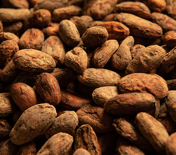 header cocoa 5vfub5vj Header Cocoa-5VfUB5VJ