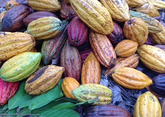 Cocoa Part 1 专业的可可加工工艺