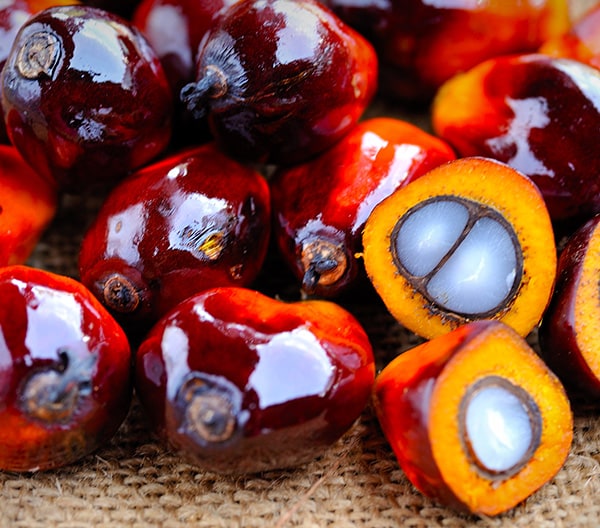 Header Palm Oil Header Palm Oil